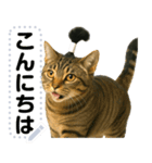 ちょんまげ猫(ネコ)のメッセージスタンプ（個別スタンプ：5）