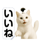 ちょんまげ猫(ネコ)のメッセージスタンプ（個別スタンプ：6）