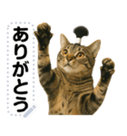 ちょんまげ猫(ネコ)のメッセージスタンプ（個別スタンプ：7）