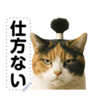 ちょんまげ猫(ネコ)のメッセージスタンプ（個別スタンプ：8）