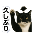ちょんまげ猫(ネコ)のメッセージスタンプ（個別スタンプ：10）