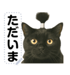 ちょんまげ猫(ネコ)のメッセージスタンプ（個別スタンプ：11）