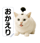 ちょんまげ猫(ネコ)のメッセージスタンプ（個別スタンプ：12）
