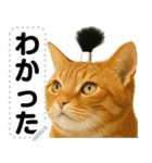 ちょんまげ猫(ネコ)のメッセージスタンプ（個別スタンプ：13）
