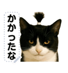 ちょんまげ猫(ネコ)のメッセージスタンプ（個別スタンプ：14）