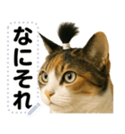 ちょんまげ猫(ネコ)のメッセージスタンプ（個別スタンプ：15）
