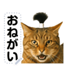 ちょんまげ猫(ネコ)のメッセージスタンプ（個別スタンプ：16）