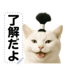 ちょんまげ猫(ネコ)のメッセージスタンプ（個別スタンプ：17）