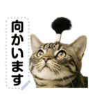 ちょんまげ猫(ネコ)のメッセージスタンプ（個別スタンプ：18）
