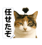 ちょんまげ猫(ネコ)のメッセージスタンプ（個別スタンプ：20）