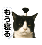 ちょんまげ猫(ネコ)のメッセージスタンプ（個別スタンプ：24）