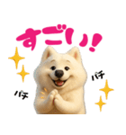 サモエドスタンプ vol.1（個別スタンプ：36）