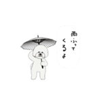 動くビションフリーゼ 6弾（個別スタンプ：16）