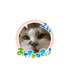 パンジー小太郎（個別スタンプ：6）