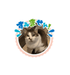 パンジー小太郎（個別スタンプ：7）