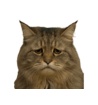 がっかり顔（猫編）（個別スタンプ：11）