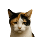 がっかり顔（猫編）（個別スタンプ：12）