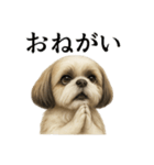 お祈りするシーズーのリアルなLINEスタンプ（個別スタンプ：1）