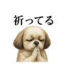 お祈りするシーズーのリアルなLINEスタンプ（個別スタンプ：3）