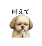 お祈りするシーズーのリアルなLINEスタンプ（個別スタンプ：9）