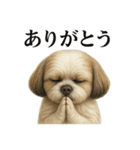 お祈りするシーズーのリアルなLINEスタンプ（個別スタンプ：12）