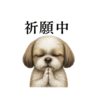 お祈りするシーズーのリアルなLINEスタンプ（個別スタンプ：13）
