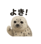 【褒め上手】リアルすぎるワモンアザラシ（個別スタンプ：5）