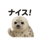 【褒め上手】リアルすぎるワモンアザラシ（個別スタンプ：6）