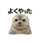 【褒め上手】リアルすぎるワモンアザラシ（個別スタンプ：15）