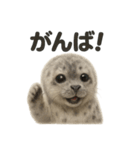 【褒め上手】リアルすぎるワモンアザラシ（個別スタンプ：16）