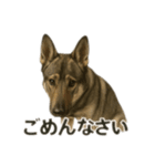 元野犬ドラ＆フレブルさんちゃん（個別スタンプ：3）