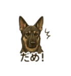 元野犬ドラ＆フレブルさんちゃん（個別スタンプ：7）