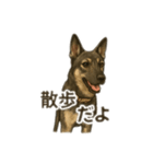 元野犬ドラ＆フレブルさんちゃん（個別スタンプ：9）