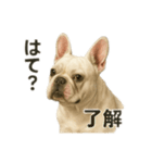 元野犬ドラ＆フレブルさんちゃん（個別スタンプ：12）