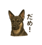 元野犬ドラ＆フレブルさんちゃん（個別スタンプ：13）