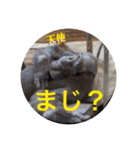 チンパンとちっこいの（個別スタンプ：2）