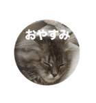 チンパンとちっこいの（個別スタンプ：3）