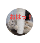 チンパンとちっこいの（個別スタンプ：6）