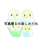インコちゃん今までのスタンプまとめ（個別スタンプ：16）