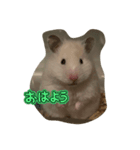 おもちちゃん(ハムスター)（個別スタンプ：1）