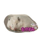 おもちちゃん(ハムスター)（個別スタンプ：3）