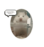 おもちちゃん(ハムスター)（個別スタンプ：5）