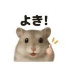 【褒め上手】ジャンガリアンハムスター（個別スタンプ：6）