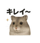 【褒め上手】ジャンガリアンハムスター（個別スタンプ：11）