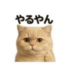 【褒め上手】リアルなペルシャ猫のLINE（個別スタンプ：2）