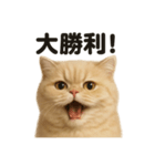 【褒め上手】リアルなペルシャ猫のLINE（個別スタンプ：4）