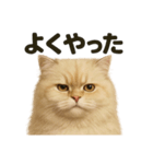 【褒め上手】リアルなペルシャ猫のLINE（個別スタンプ：7）