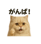 【褒め上手】リアルなペルシャ猫のLINE（個別スタンプ：9）