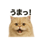 【褒め上手】リアルなペルシャ猫のLINE（個別スタンプ：12）