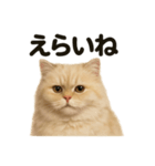 【褒め上手】リアルなペルシャ猫のLINE（個別スタンプ：14）